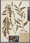 Foto von Salix purpurea L.